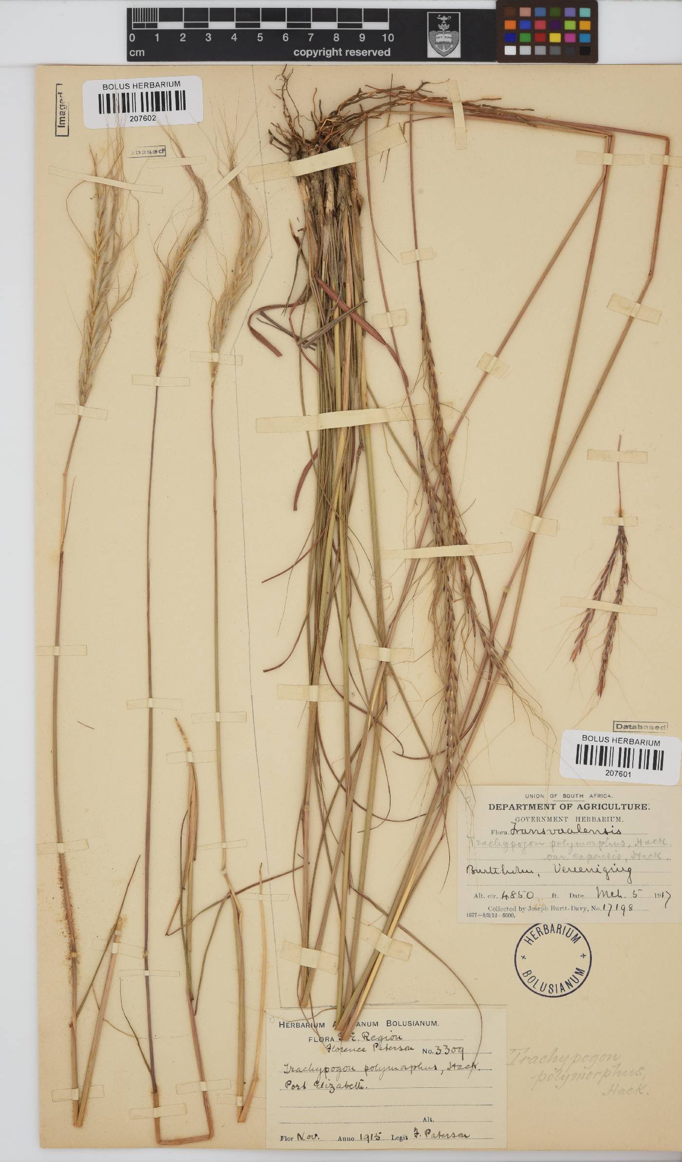 Trachypogon spicatus image