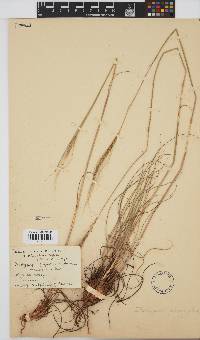 Trachypogon spicatus image