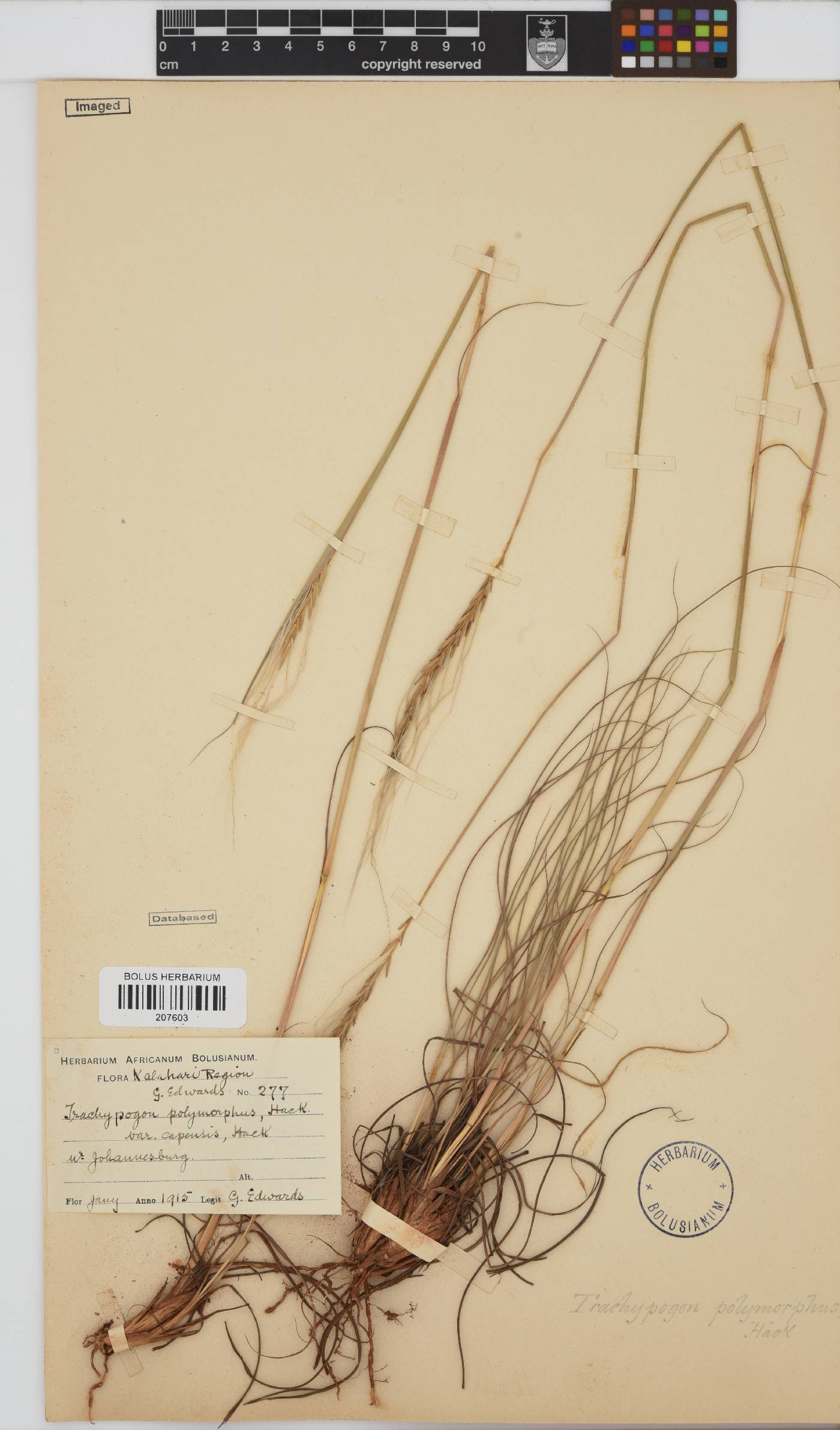 Trachypogon spicatus image