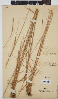 Trachypogon spicatus image