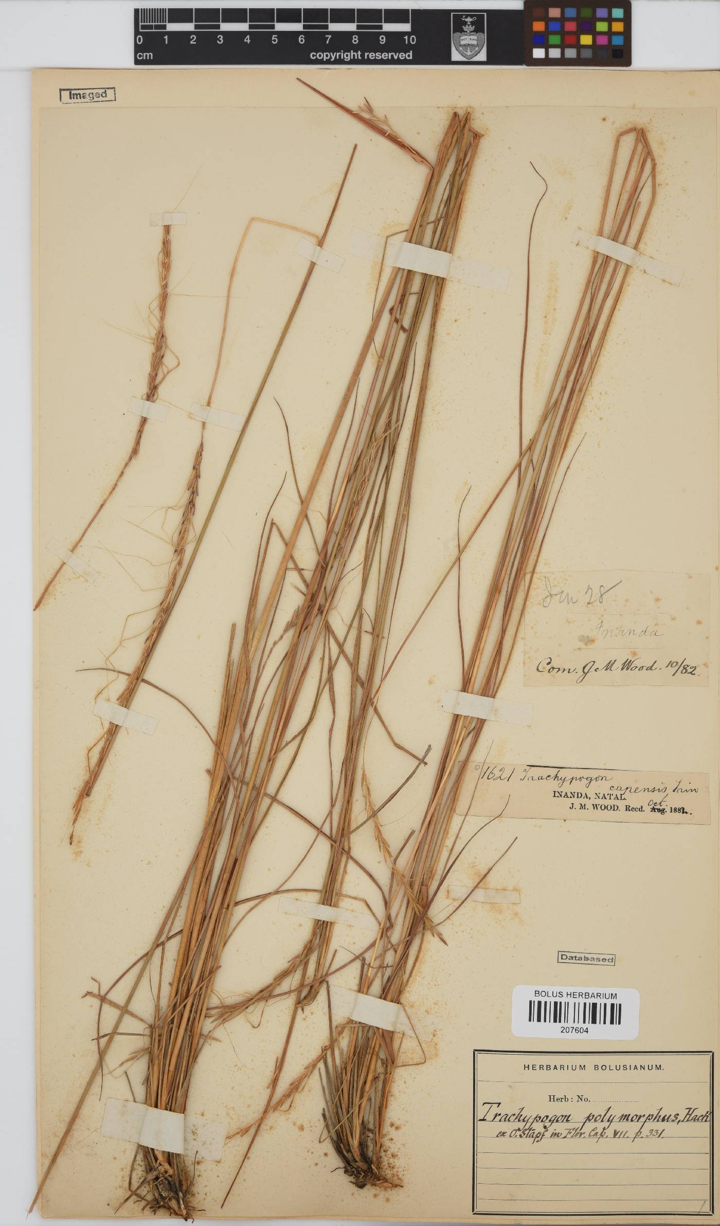 Trachypogon spicatus image