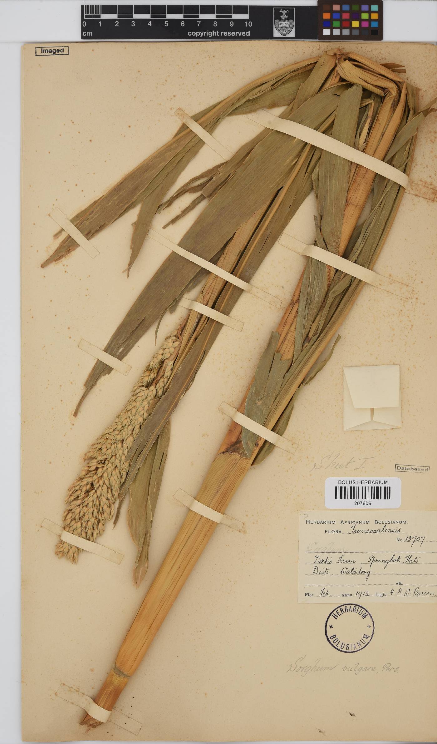 Sorghum bicolor image