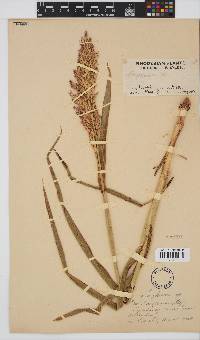 Sorghum bicolor image