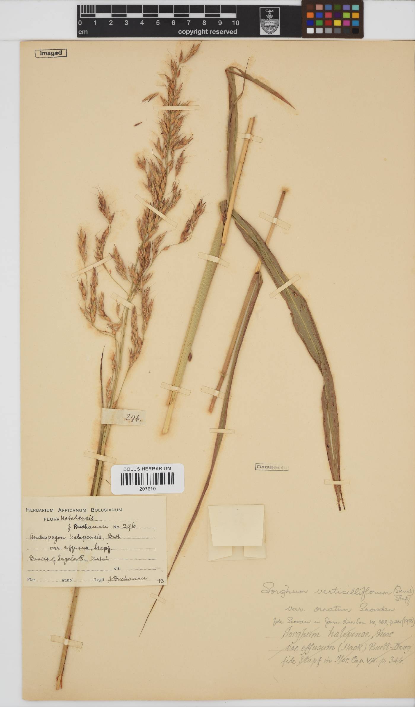 Sorghum bicolor subsp. arundinaceum image