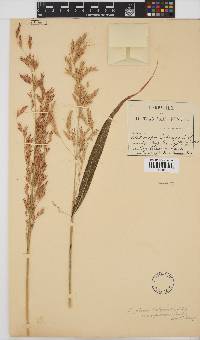 Sorghum halepense image