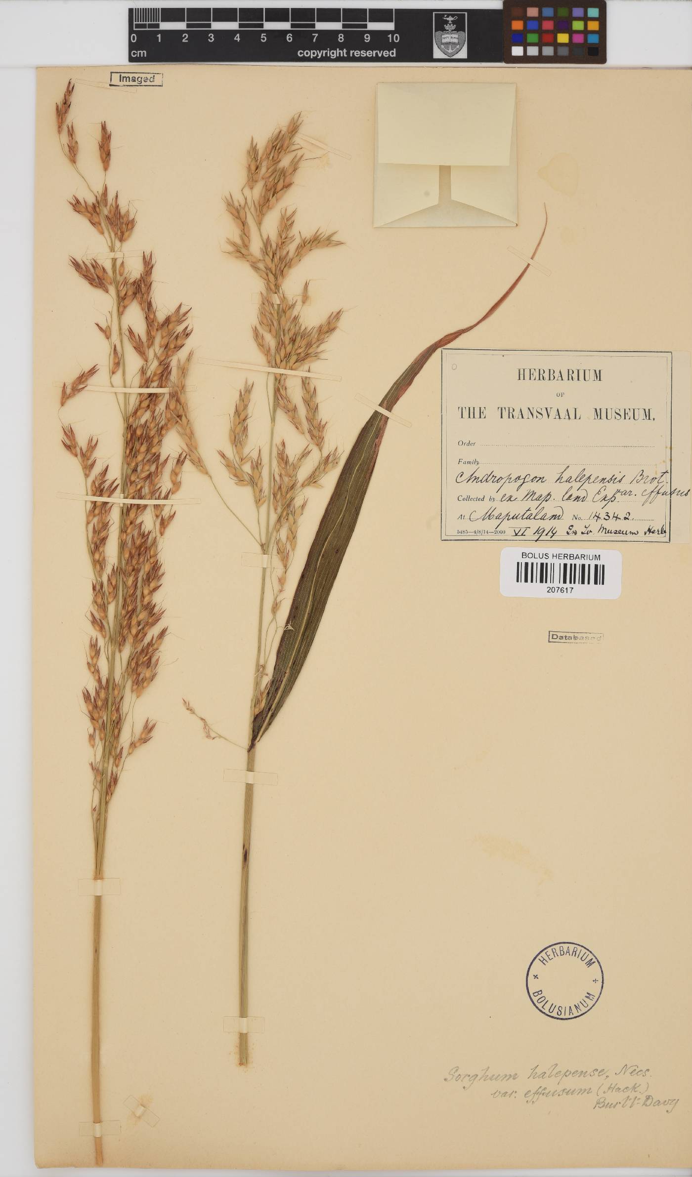 Sorghum halepense image