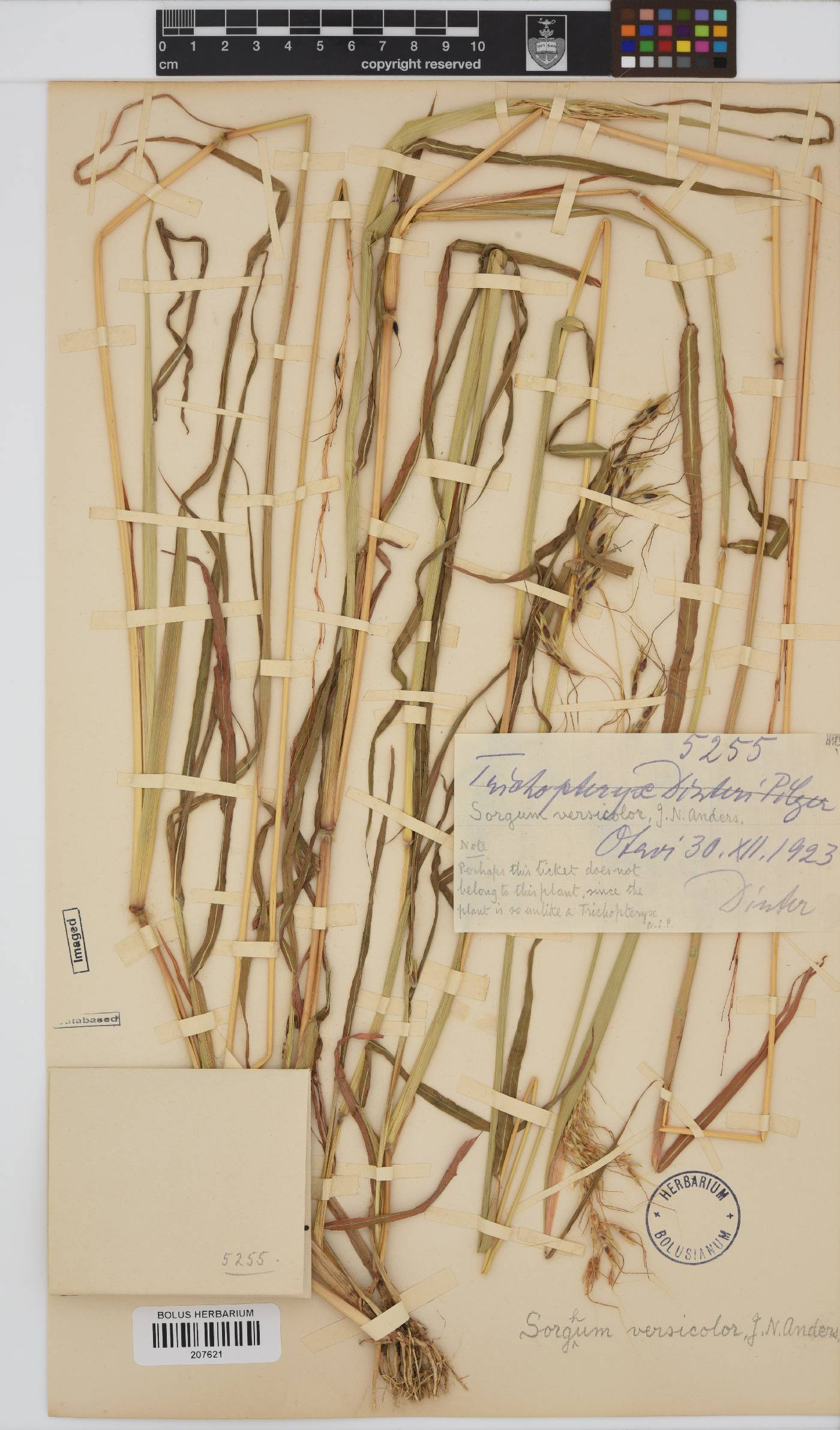 Sorghum versicolor image