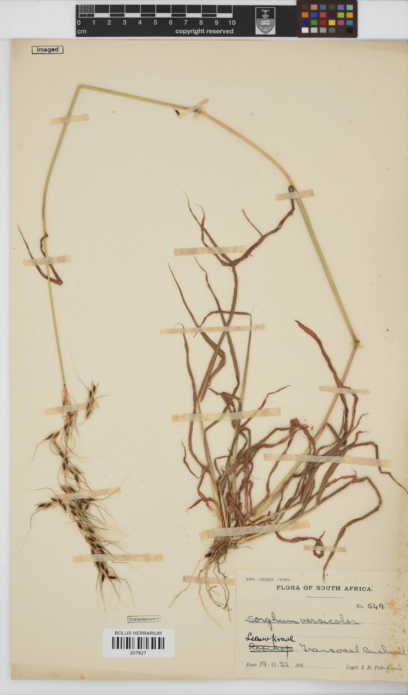 Sorghum versicolor image