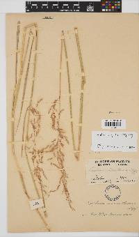 Sorghastrum nudipes image