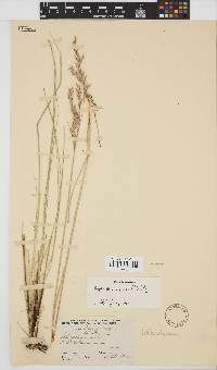 Sorghastrum nudipes image