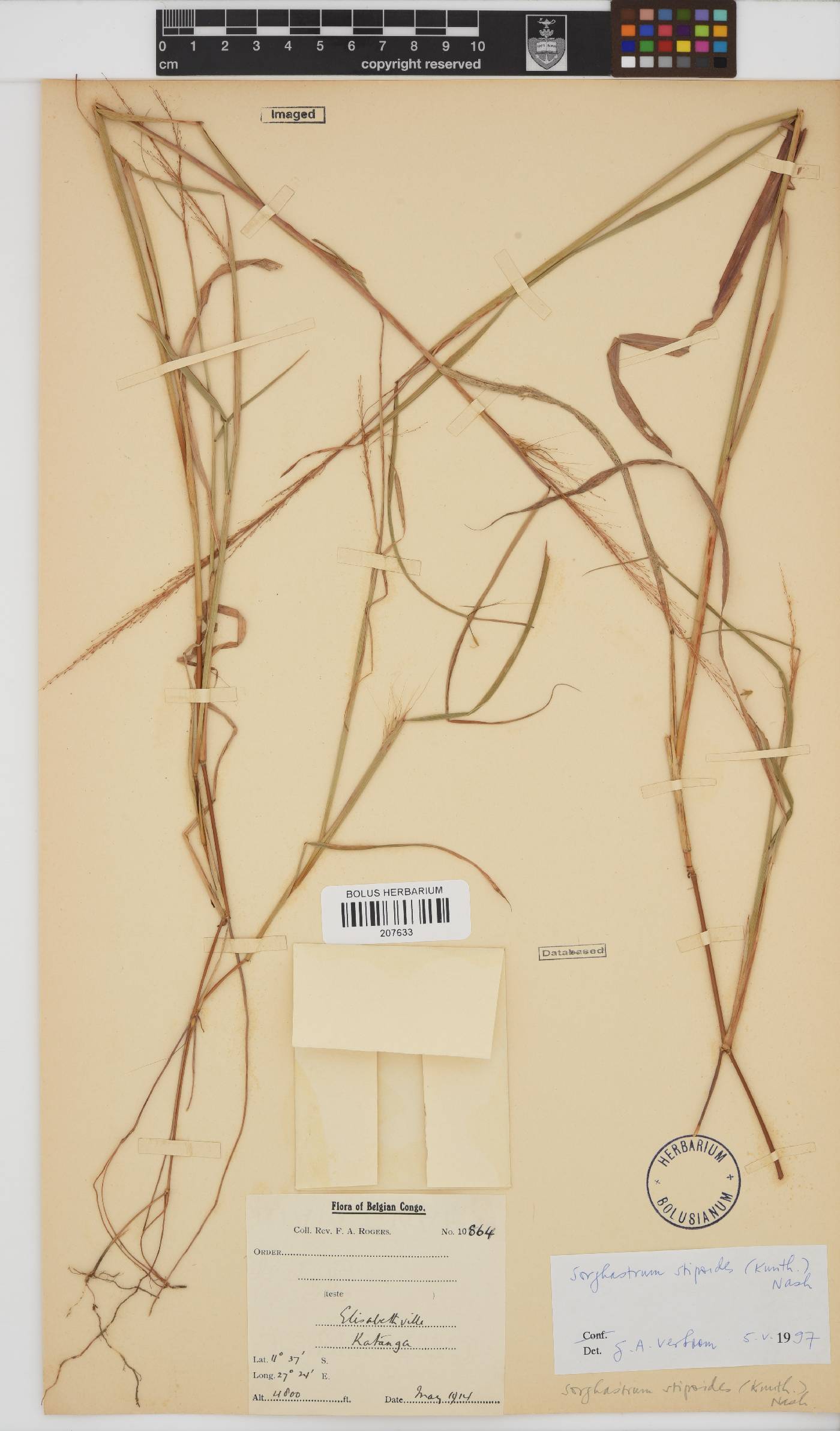 Sorghastrum stipoides image