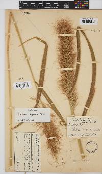 Cleistachne sorghoides image