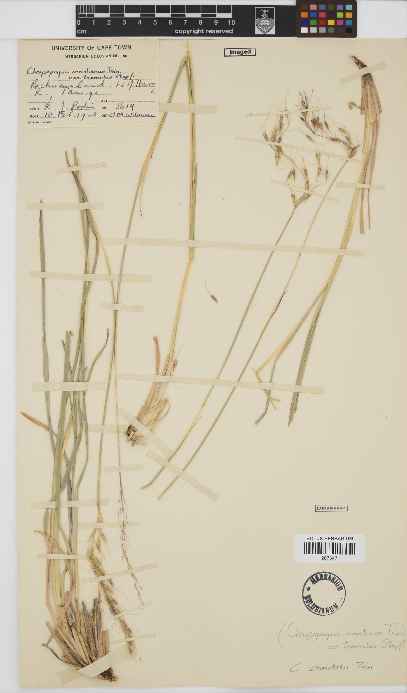 Chrysopogon serrulatus image