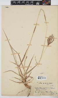 Dichanthium annulatum image