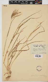 Dichanthium annulatum image