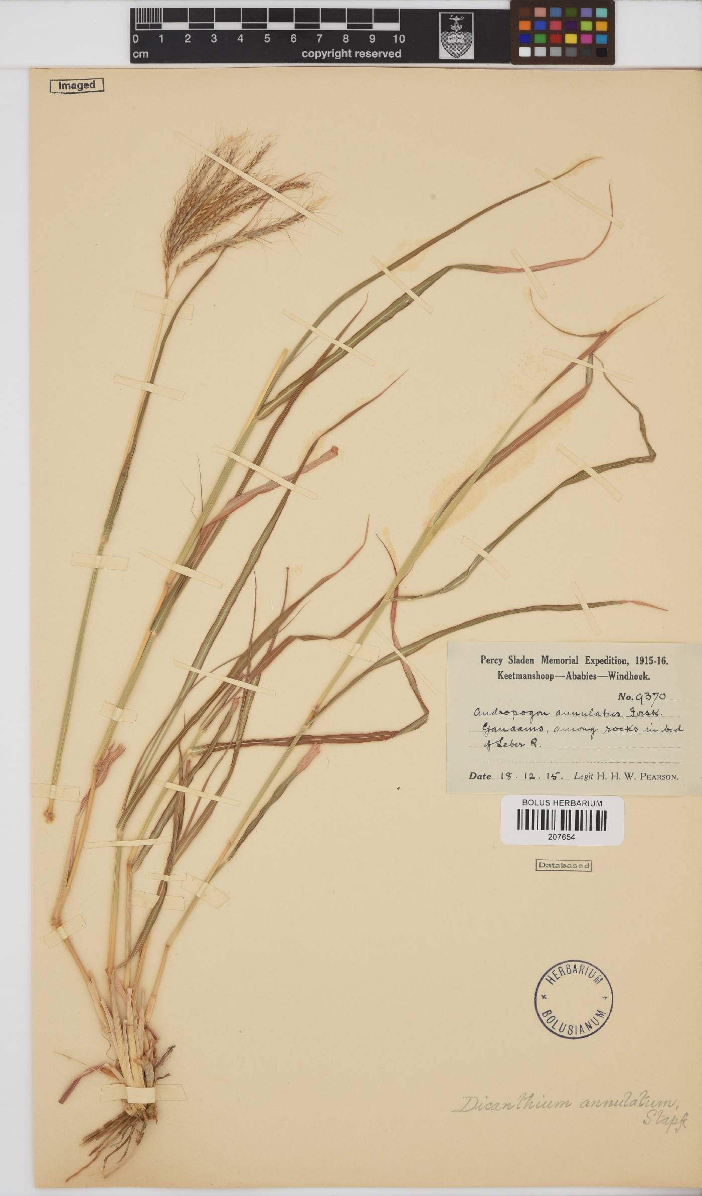 Dichanthium annulatum image