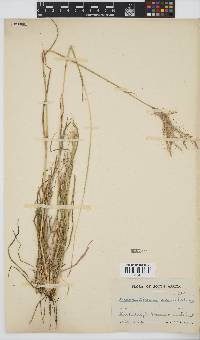 Dichanthium annulatum image