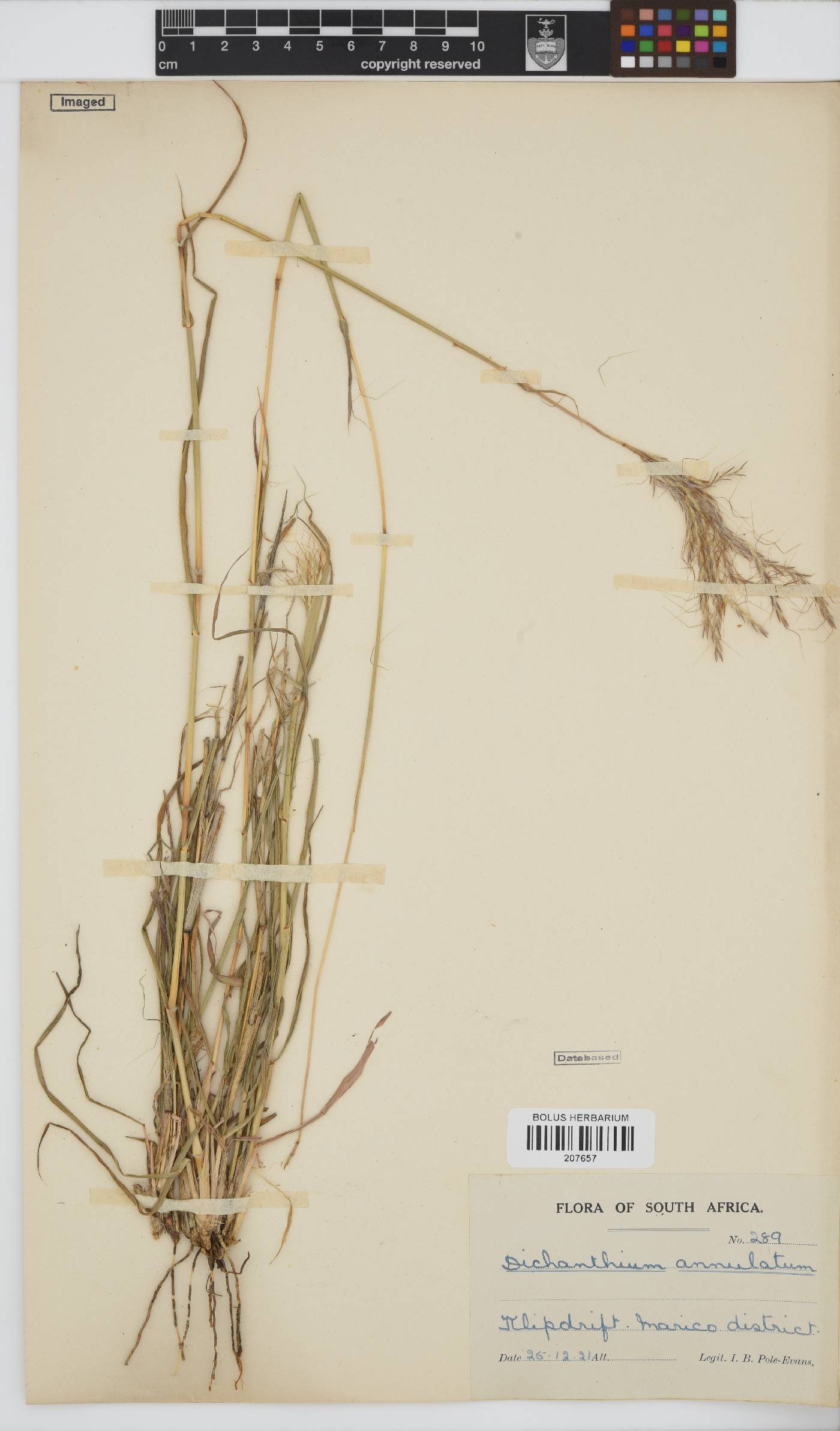 Dichanthium annulatum image