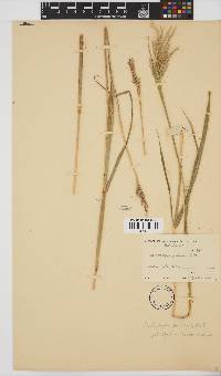 Bothriochloa insculpta image