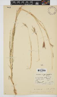 Bothriochloa insculpta image