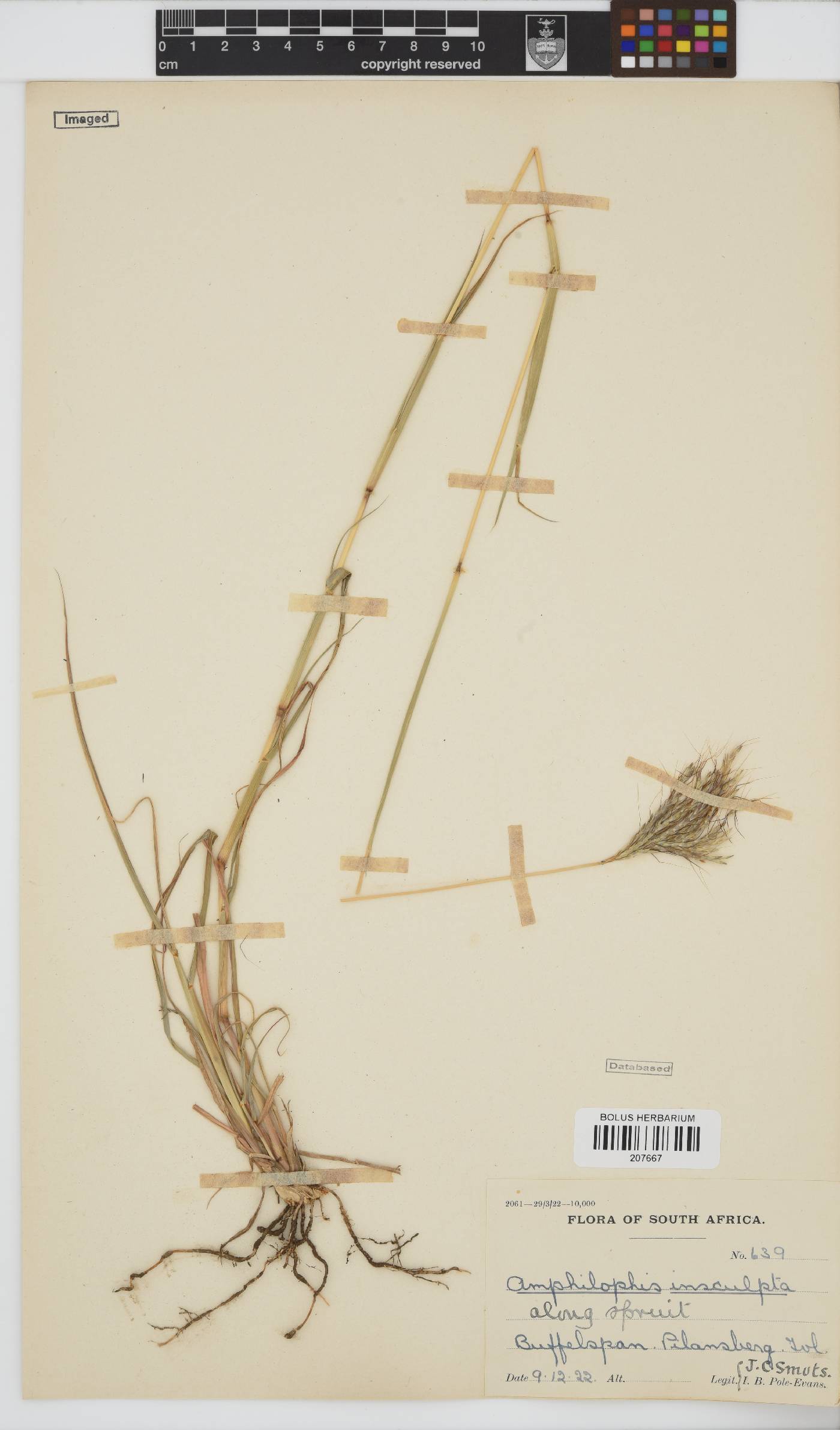 Bothriochloa image