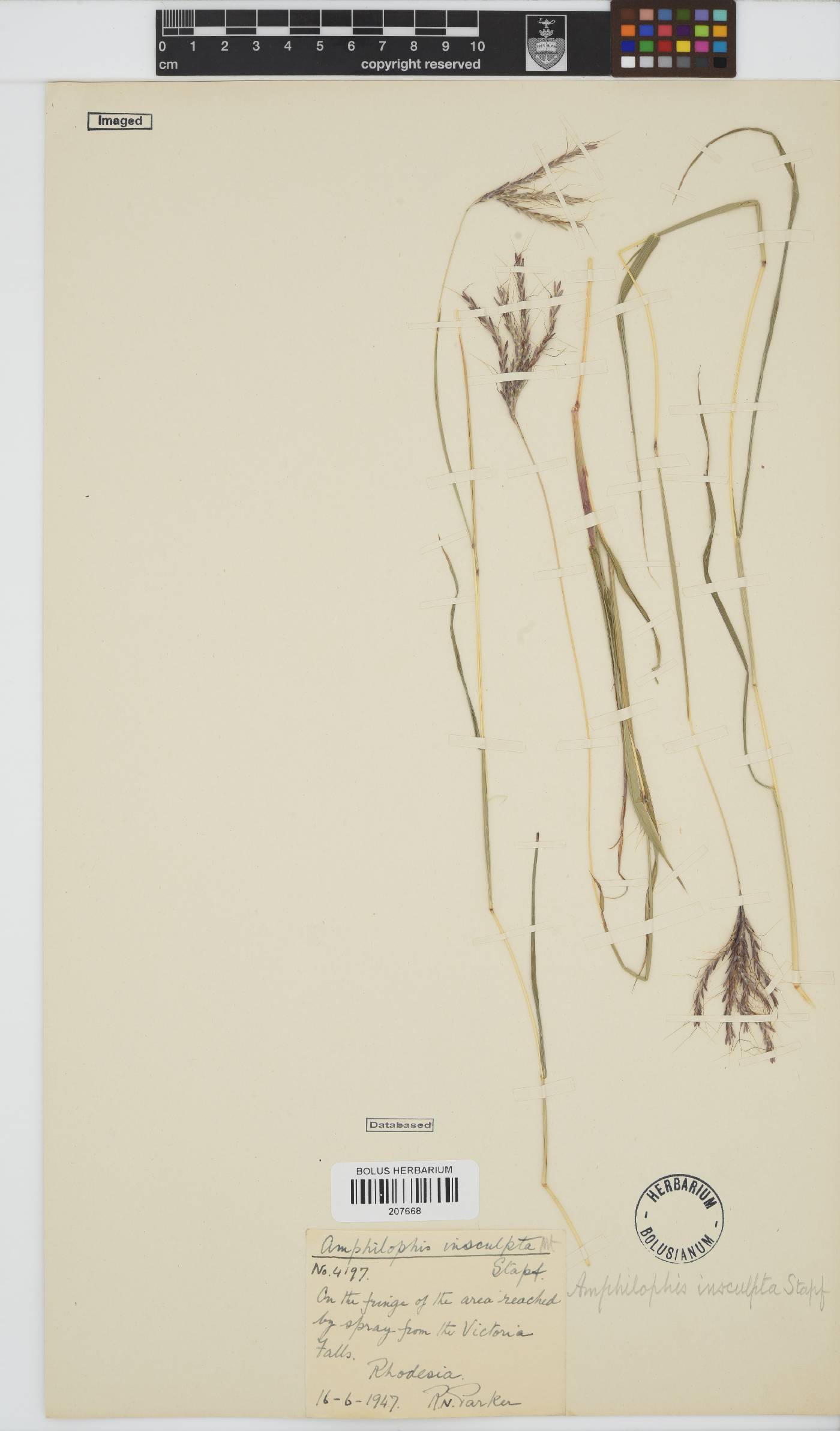 Bothriochloa insculpta image