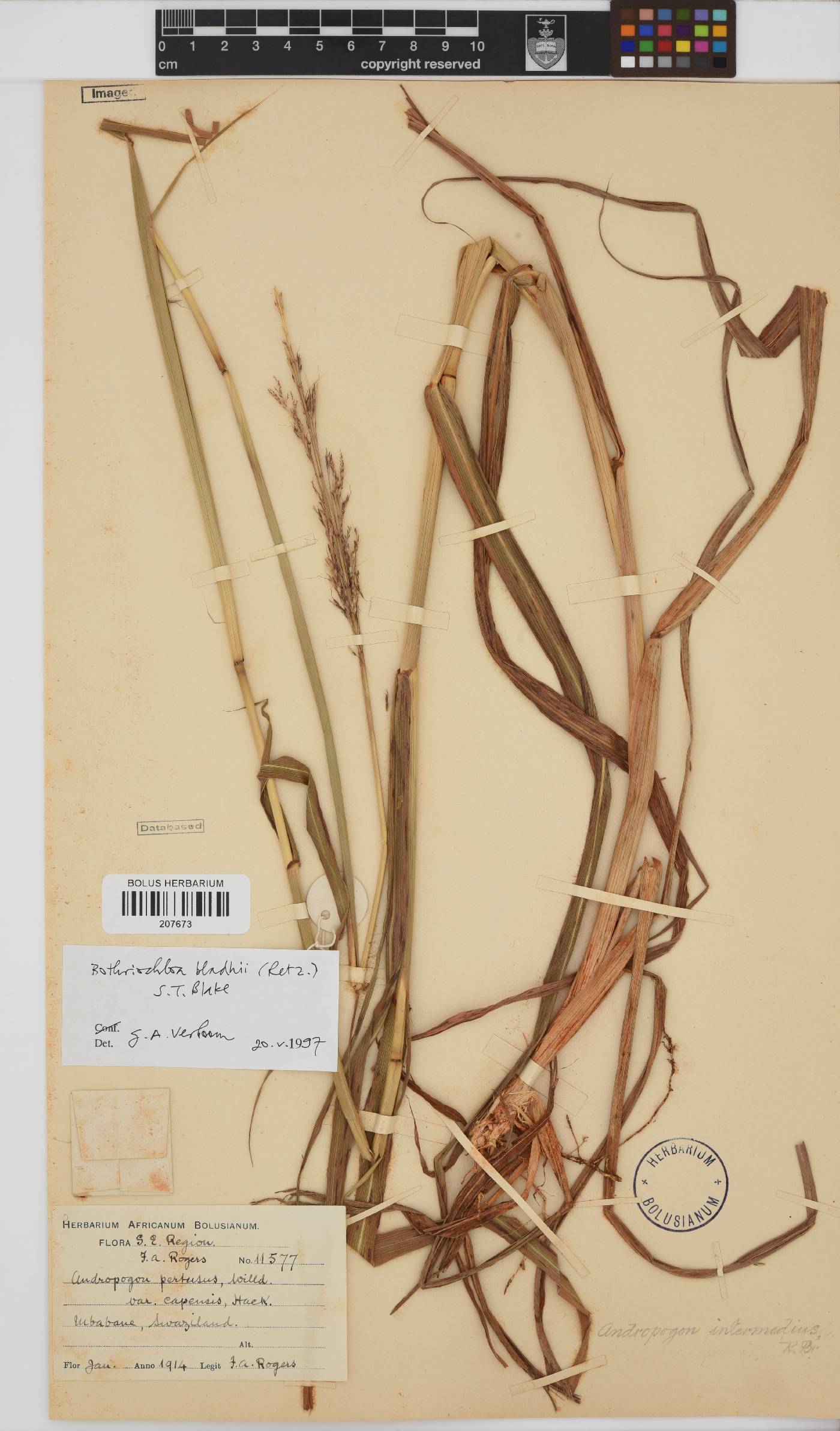 Bothriochloa bladhii image