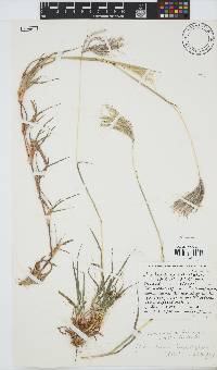 Bothriochloa insculpta image