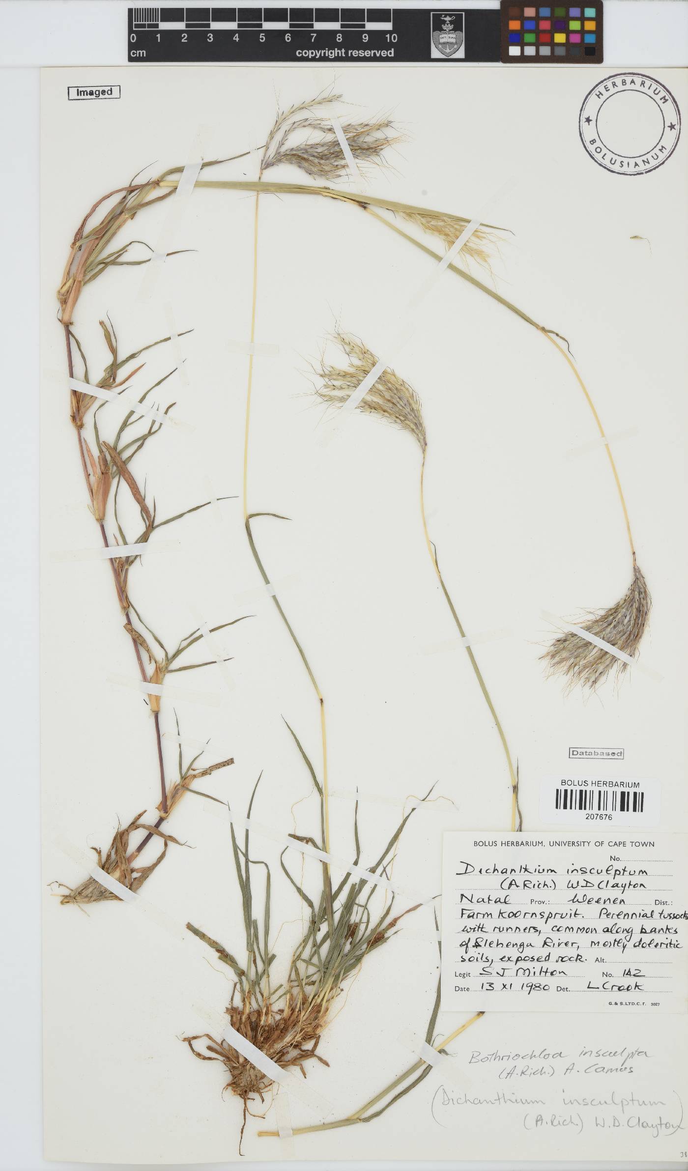 Bothriochloa insculpta image