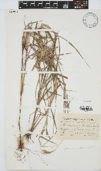 Bothriochloa insculpta image