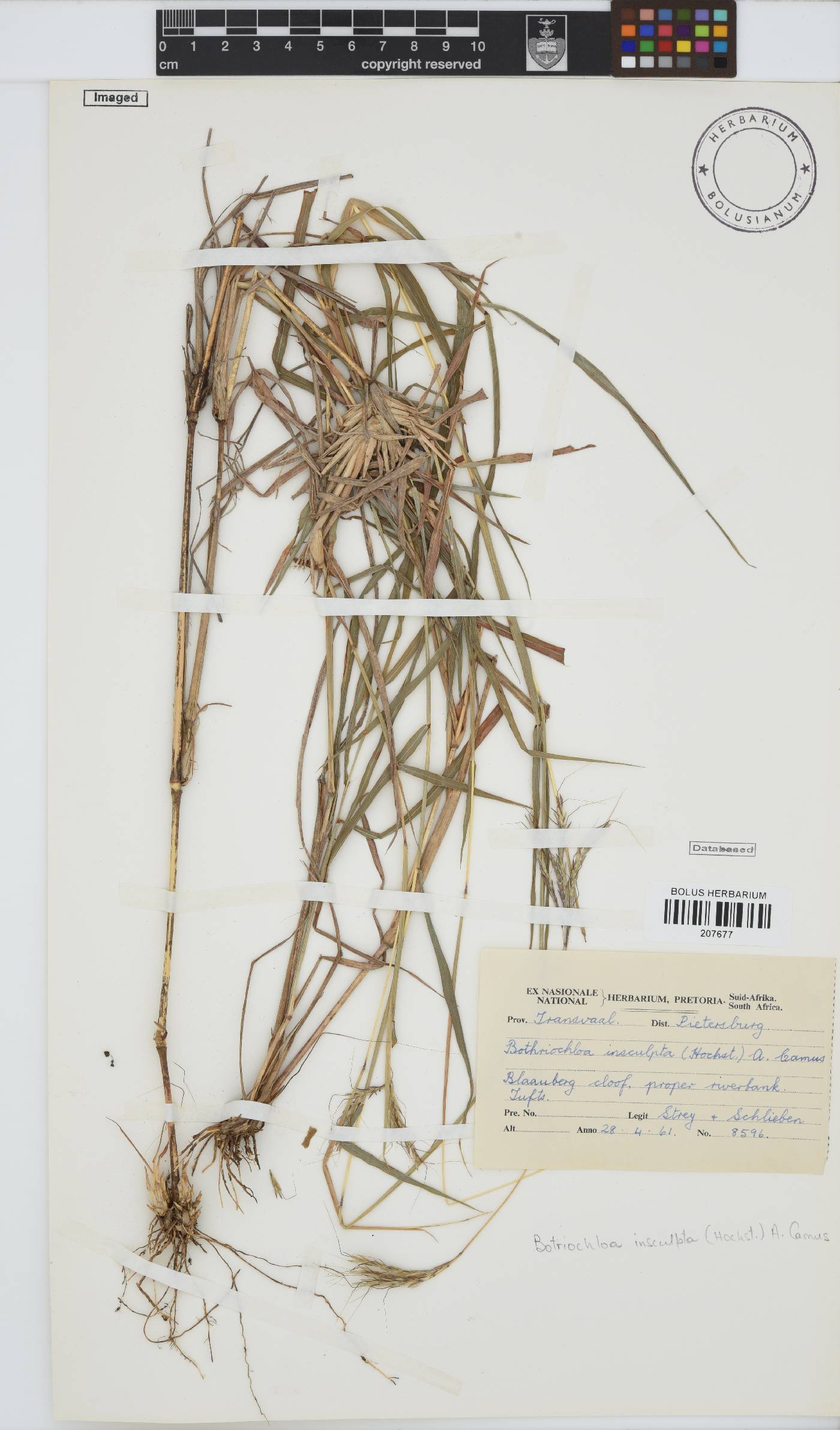 Bothriochloa image