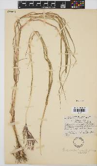 Bothriochloa insculpta image