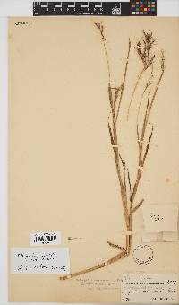 Bothriochloa insculpta image