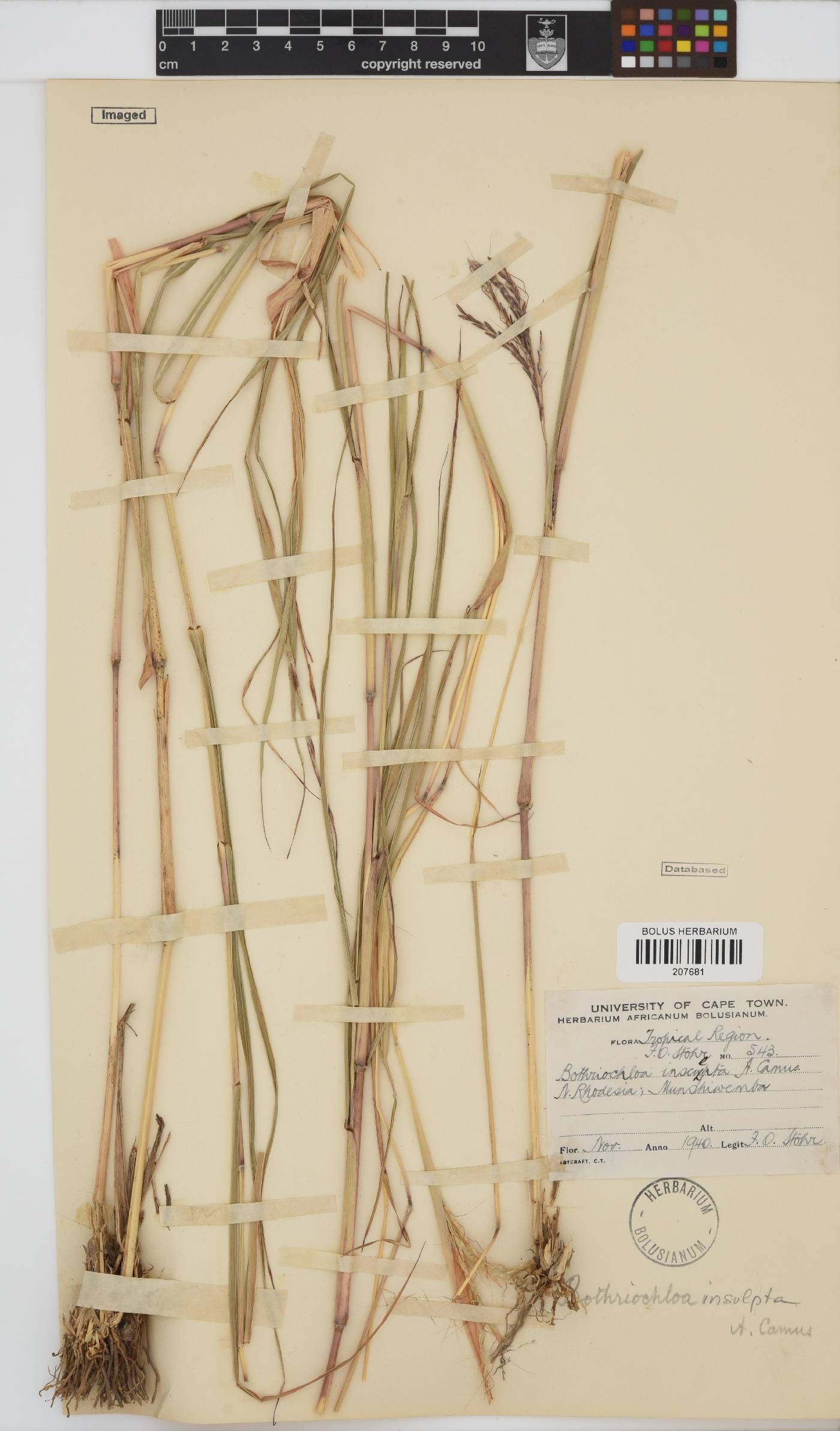 Bothriochloa insculpta image