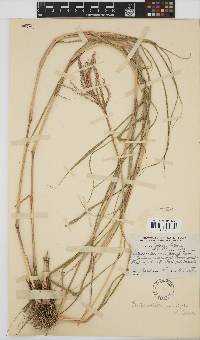 Bothriochloa insculpta image