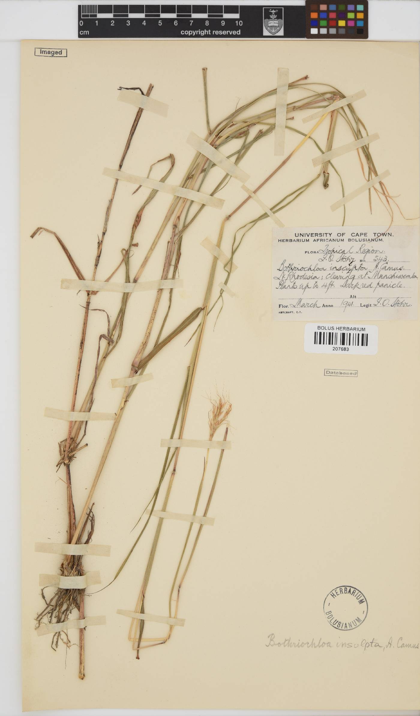 Bothriochloa insculpta image