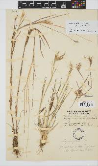 Image of Bothriochloa radicans