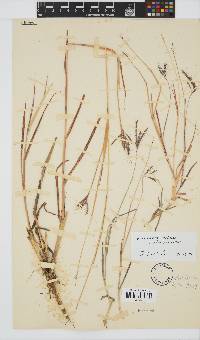 Bothriochloa radicans image