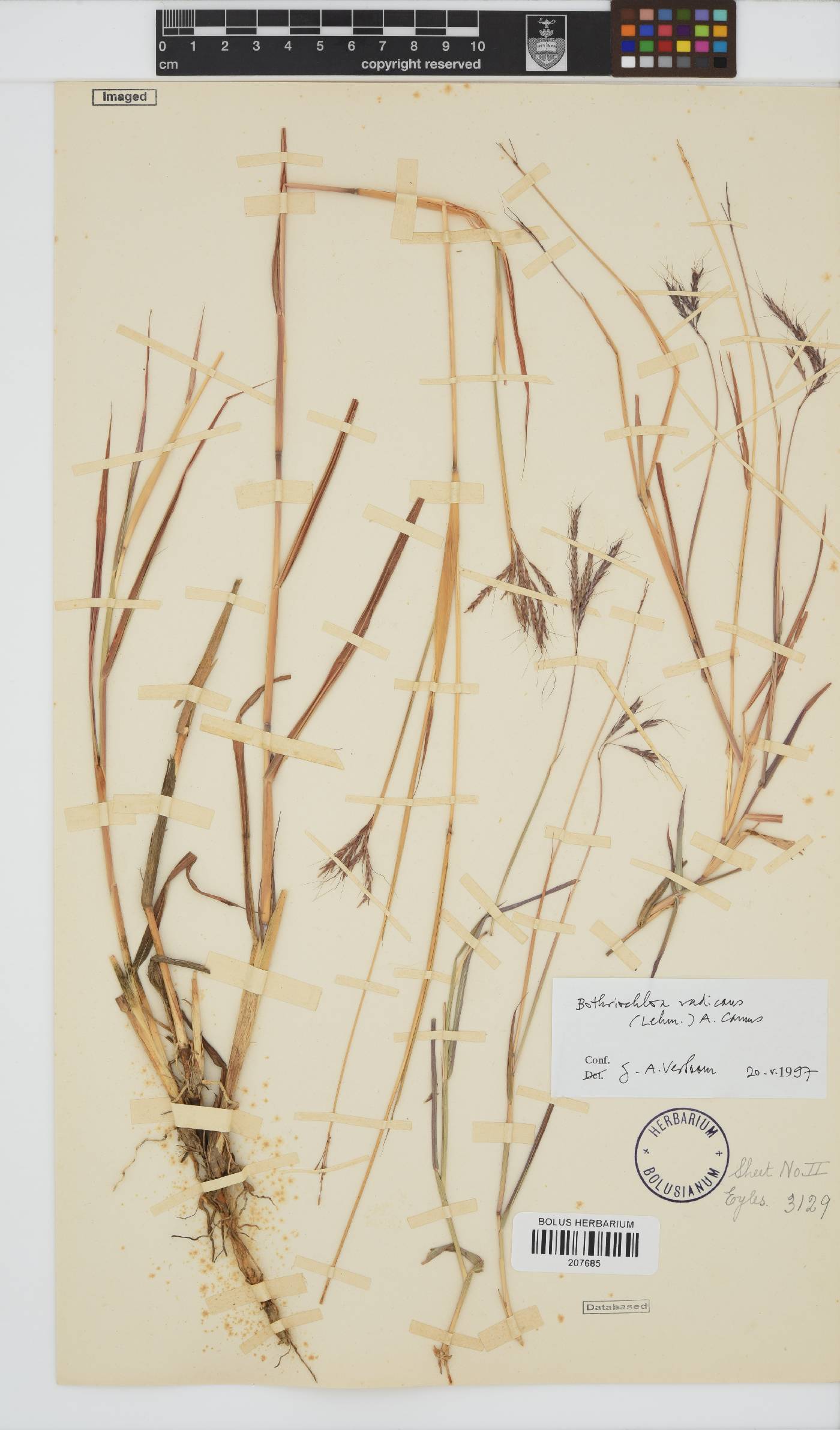 Bothriochloa radicans image