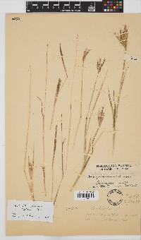 Bothriochloa radicans image