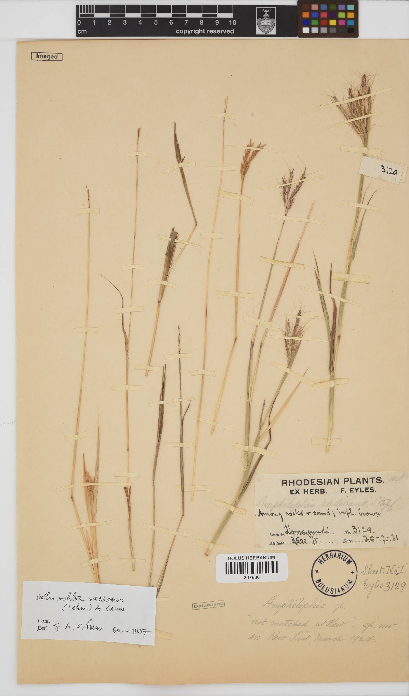 Bothriochloa radicans image
