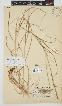 Bothriochloa radicans image