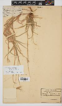 Bothriochloa radicans image