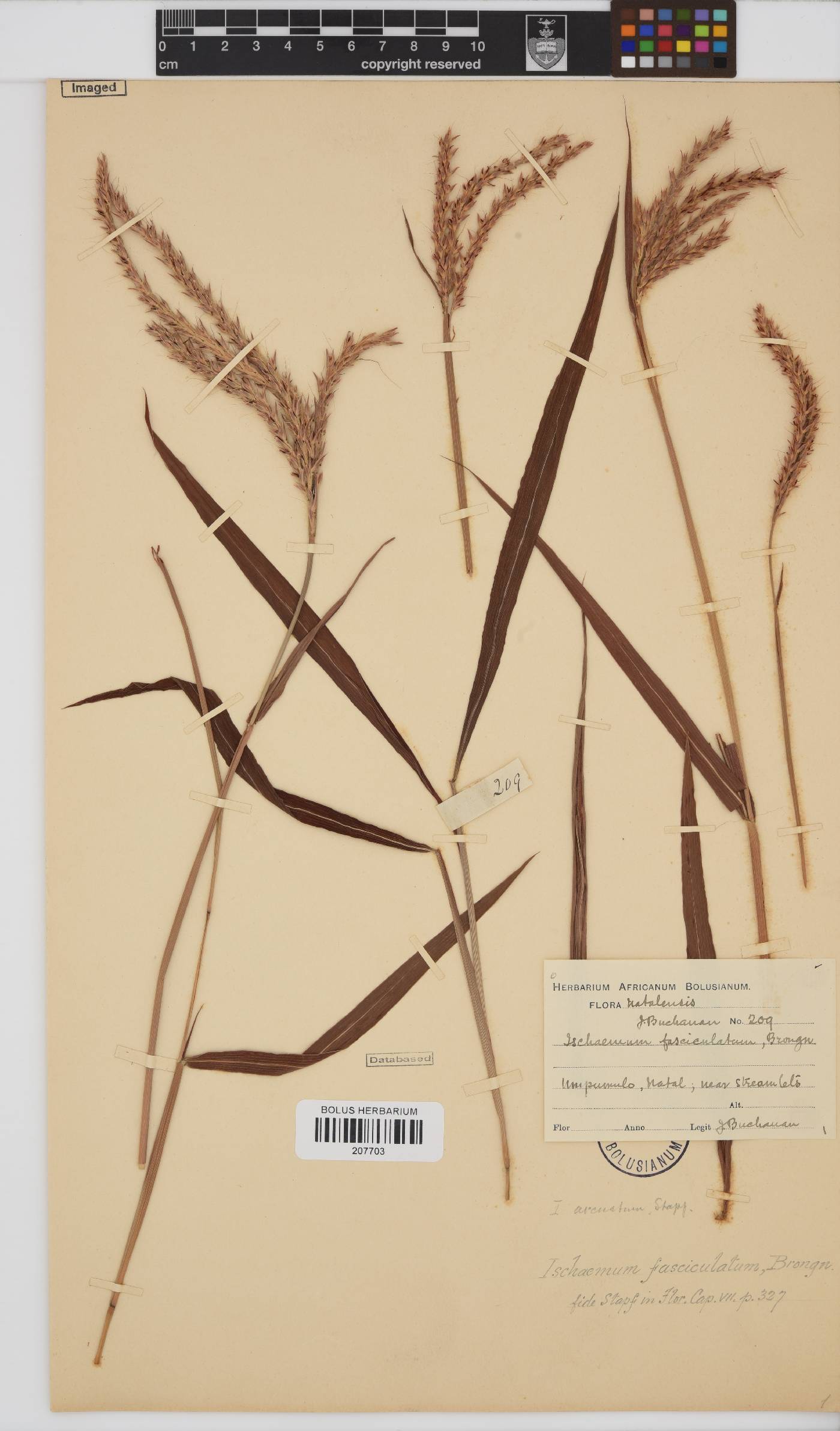 Ischaemum image