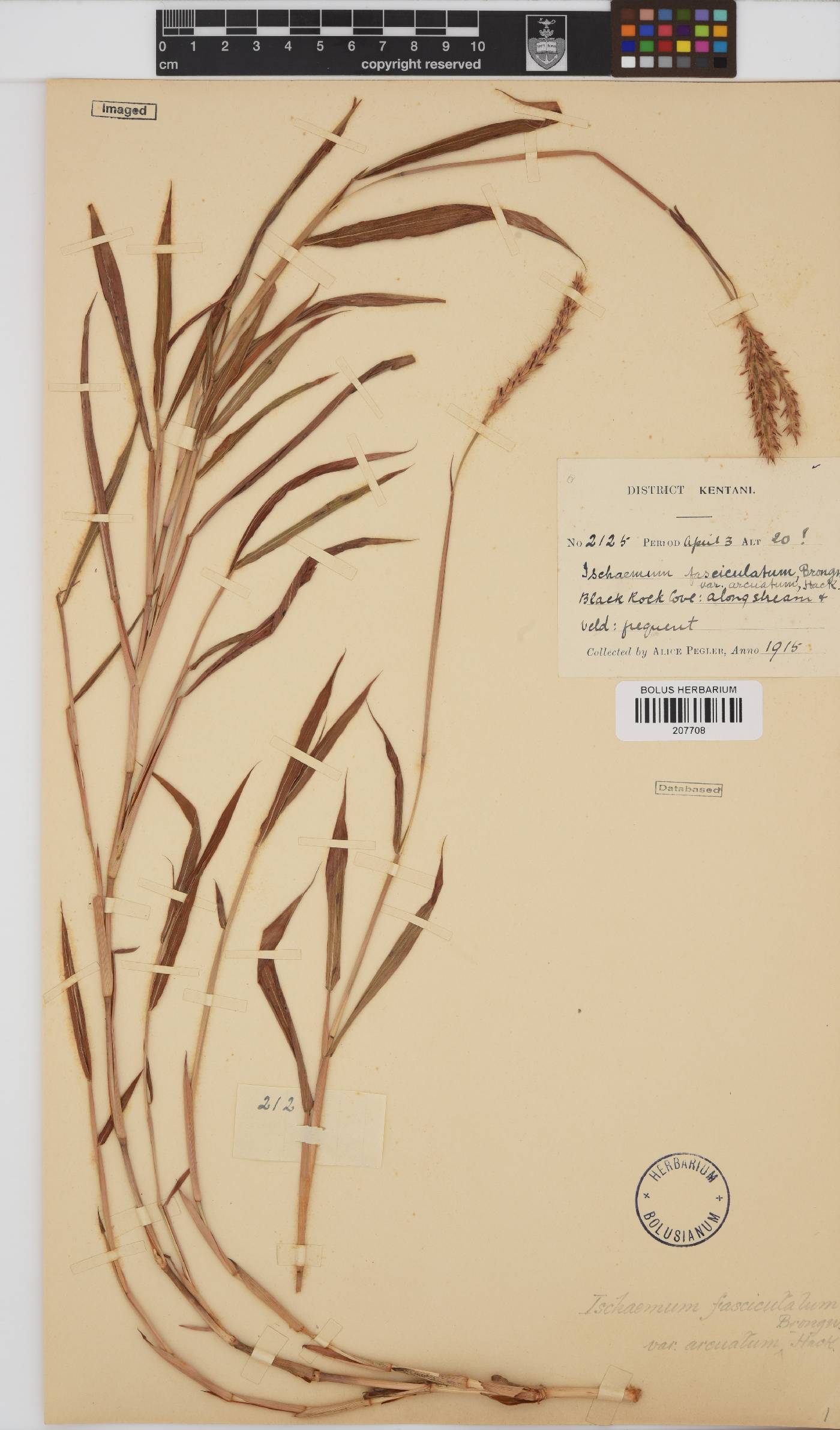 Ischaemum fasciculatum image