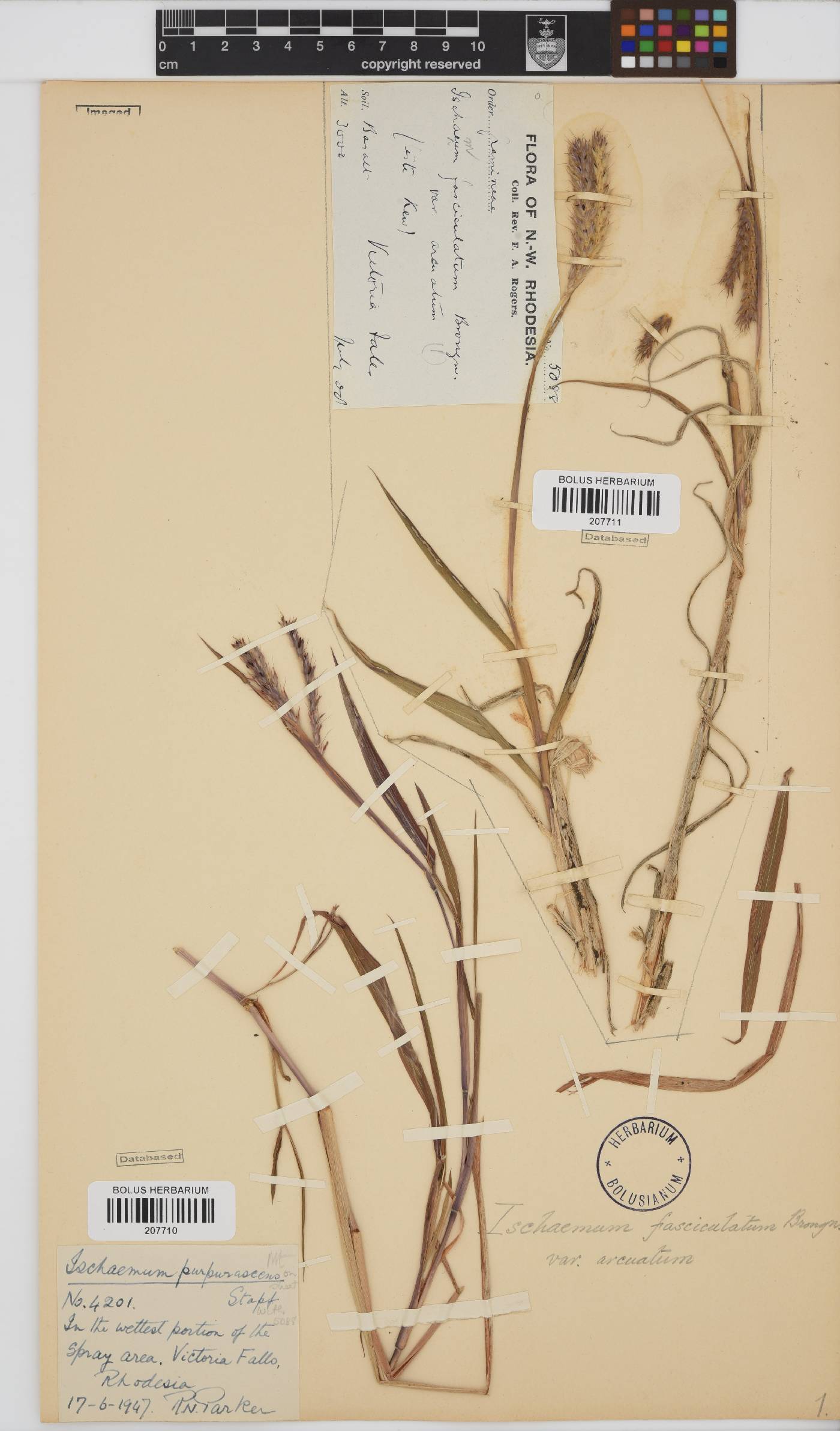 Ischaemum image