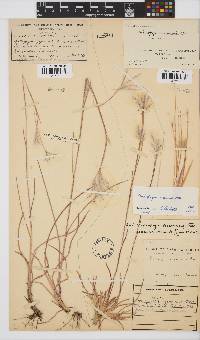 Andropogon eucomus image