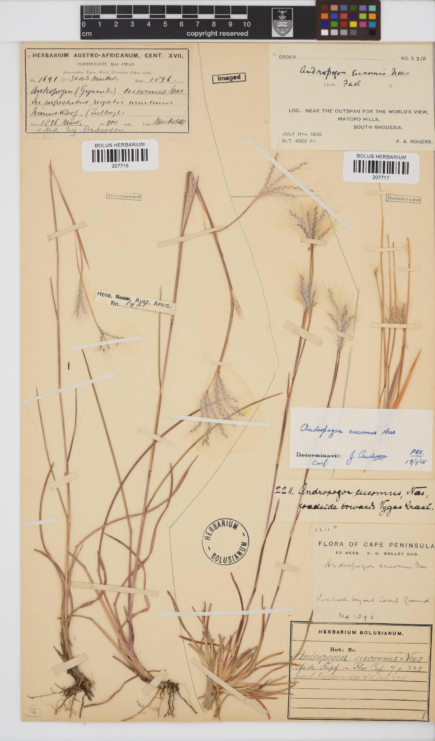 Andropogon image