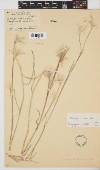 Andropogon eucomus image