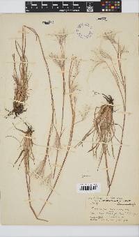 Andropogon eucomus image